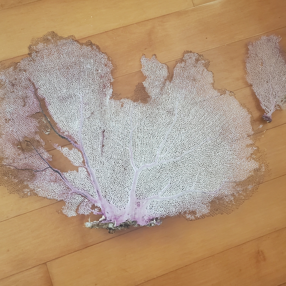 Huge fan coral - Picture 4 of 4